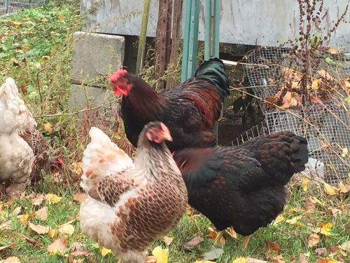 5+1 Purebred BLUE LACED RED WYANDOTTE Hatching Eggs - Ricochet Ridge