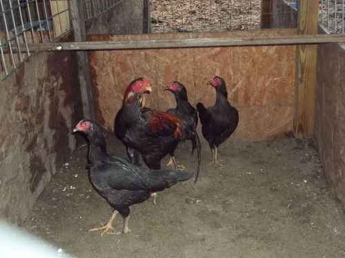 12+ extra Thai Gamefowl Game hatching egg Oriental