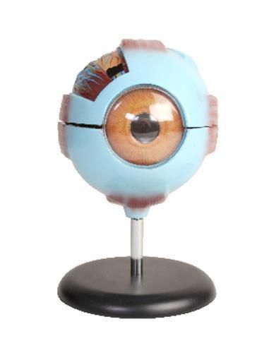 Eye Model