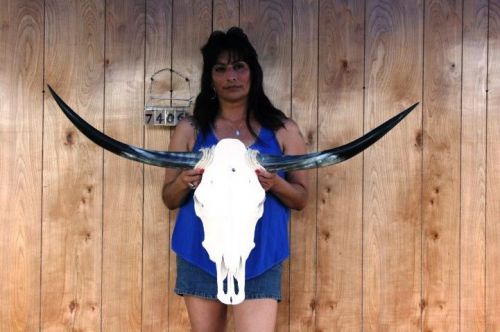 STEER SKULL LONG HORNS 3&#039; 9&#034; COW BULL SKULLS HORN H7406