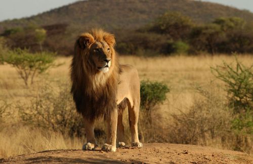 African Lion Gaurding His Territory Photo 6000x3908, Unframed, Via Email Only