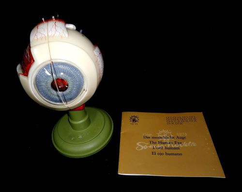 SOMSO CS11 Eyeball - Anatomical Teaching Eye Model on Green Base (2 parts) CS 11