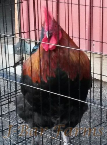 8+ Black Copper Marans  HATCHING EGGS Plus Bonus ISBAR---VERY RARE BREED