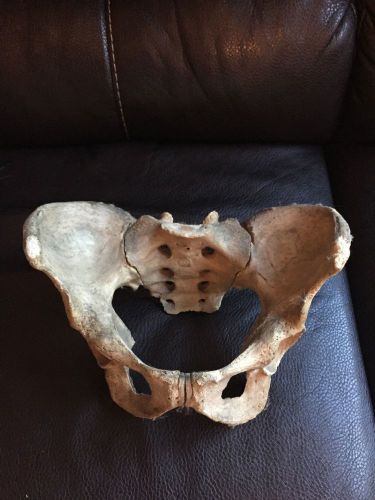 Halloween-Anatomy-Pelvis/Sacrum Articulated Specimen