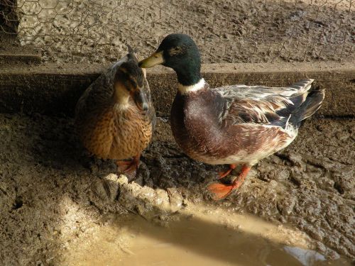 10+ FRESH,FERTILE CALL DUCK HATCHING EGGS