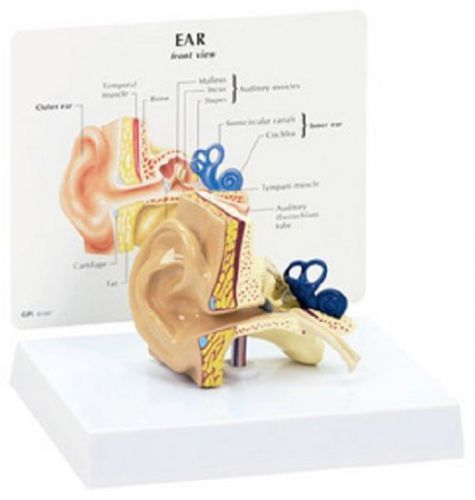 NEW Anatomical Human Full-Size Ear Model