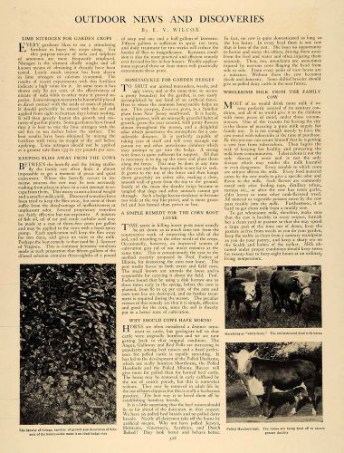 1906 article effective outdoor agriculture e. v wilcox - original cl9 for sale