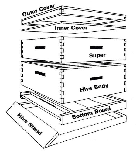 honey bee hive