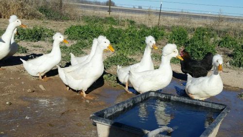 12 White Crested Duck Hatching Eggs