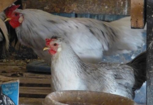 ICELANDIC Chickens--DOZEN--Hatching Eggs--GUARANTEED PUREBRED!!--Great Brooders!