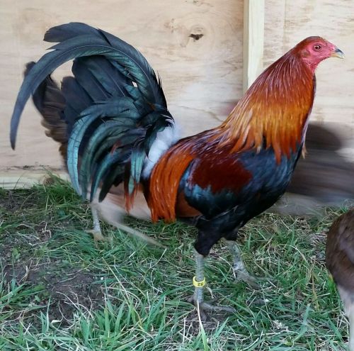 6 PURE MCLEAN HATCH GAMEFOWL CHICKEN HATCHING EGGS