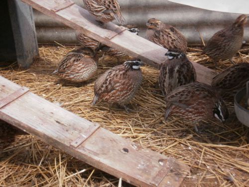 JUMBO NORTHERN BOBWHITE QUAIL HATCHING EGGS 12