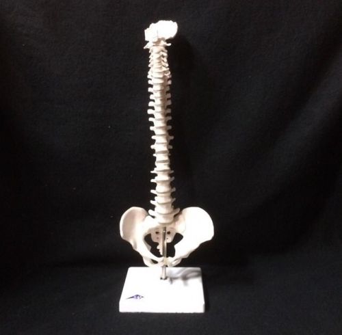 3b scientific - a18/20 mini human spinal column anatomical model (a 18/20) for sale