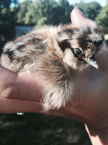 Quality 8+ Silkie Hatching Eggs. Assrt Colors. BBS &amp; Assrt Partridge!! NPIP!!