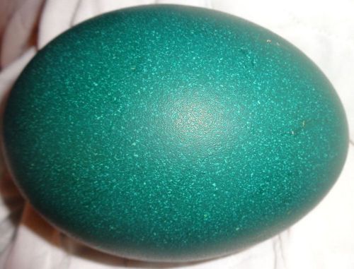 1 FRESH AND FERTILE EMU EGG READY FOR HATCHING  ONE EGG