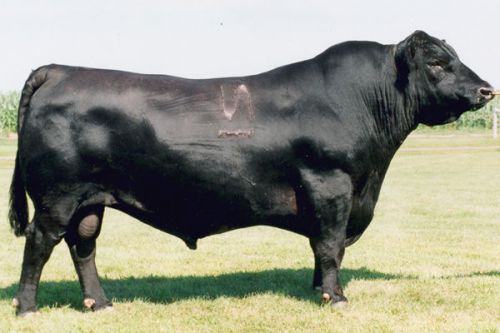 Ext angus bull semen