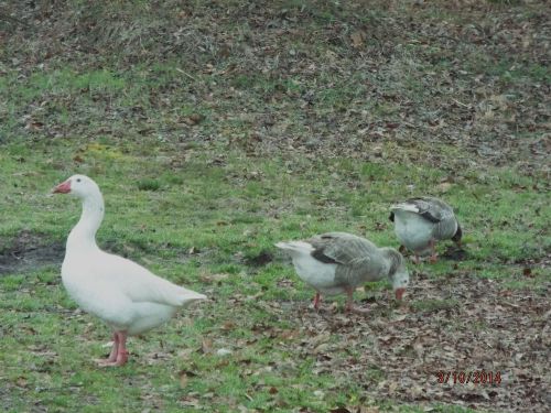 Hatching Eggs--- Very Rare Goose Eggs Incubator Ready