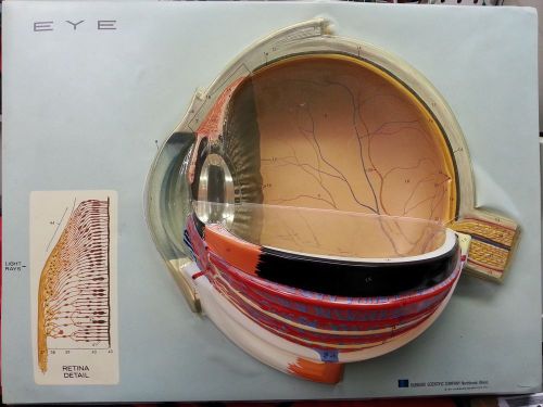 Hubbard Scientific Company Eye Display