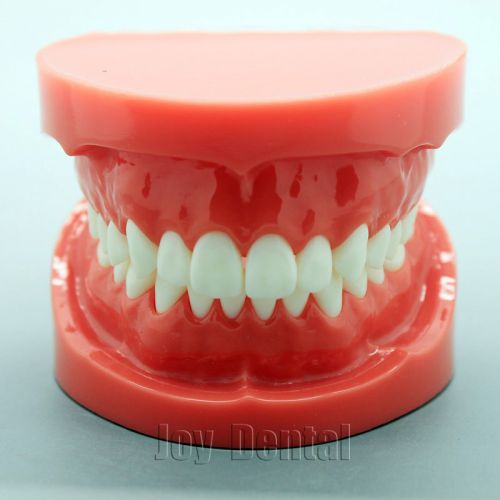 New Dental Teach Study Adult Standard Typodont Demonstration Model 1:1