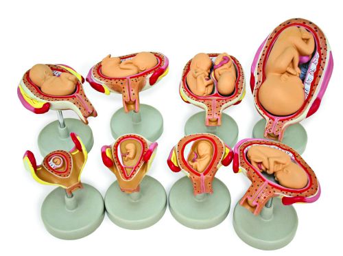 Walter Products Fetus Development Model - B10441