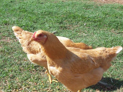 6 ****  NPIP CERTIFIED **BUFF CORNISH **VERY LARGE BIRDS **