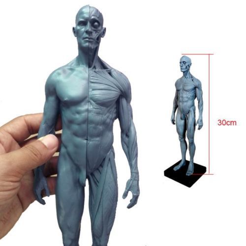 NEW 30cm height Human Anatomical Anatomy Skull Head body model Muscle Bone J43^