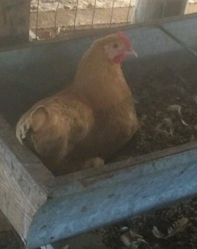 6+ Buff Orpington hatching eggs