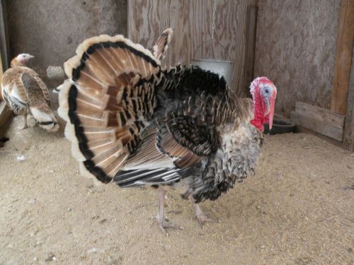 10+ FRESH,FERTILE CALICO TURKEY HATCHING EGGS