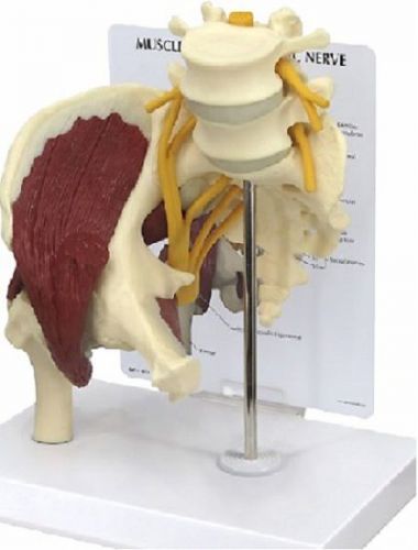 NEW Anatomical Human Muscled Hip with Sciatic Nerve