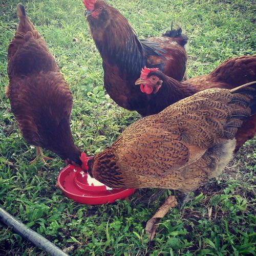 Fertile Hatching Eggs Ameraucana, Barred Rocks, Isa Brown, Rhode Island Reds Mix