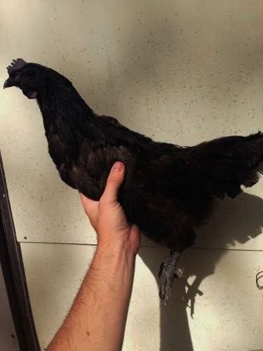 1 Pure Ayam Cemani Hatching Egg GREENFIRE FARMS