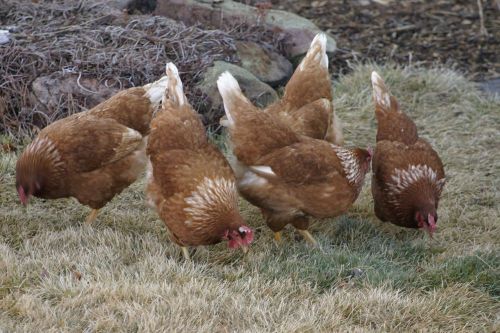 Poultry Houses and Fixtures Building and Plans on CD! Must Have Book for Poultry