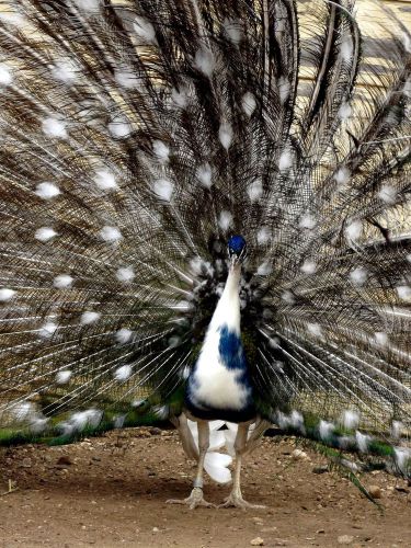 Presale,10 Assorted Peafowl/ Peacock Hatching Eggs, U choose 3  colors, NPIP