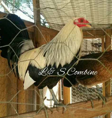 Harold brown grey x Harold brown leiper  gamefowl hatching eggs