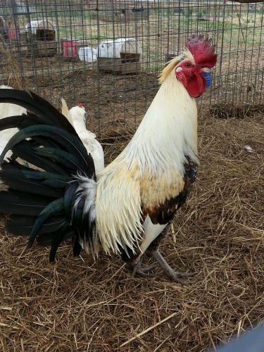 6+PURE FLARRY EYE GREY GAMEFOWL HATCHING EGGS, chicken eggs