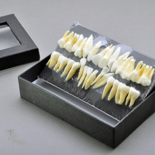 Dental Study Model #7008 1:1 Permanent Teeth