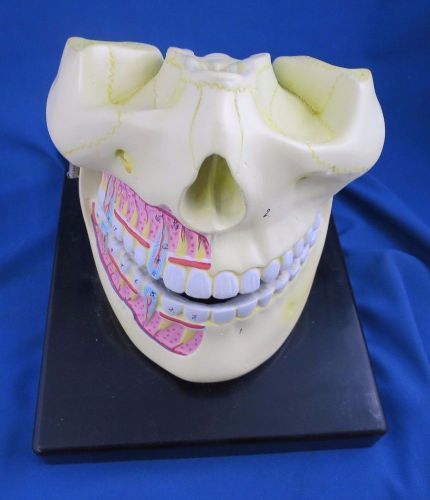 JS Exports Human Upper &amp; Lower Jaw model, 2X human size