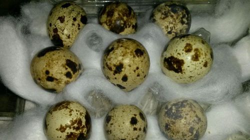 12 Jumbo golden speckled mangerian quail eggs