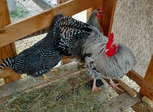 6 pure genetic fly-tie hatching eggs for sale