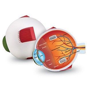 Children&#039;s Anatomy Model of the Eye Cross-Section Soft Foam  LFA #L1007