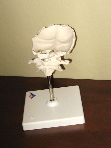 Life-Size Occiput/Atlas/Axis Cervical Vertebrae Spine Model