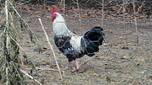 16+2 Silver Grey Dorking (RARE) Reds &amp; Whites FRESH &amp; FERTILE HATCHING EGGS