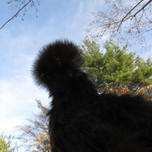 6+ SILKIE hatching eggs