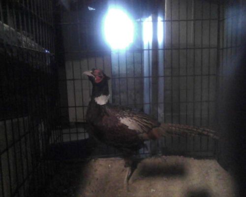 6 Ringneck Pheasant hatching eggs