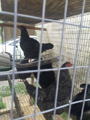 8+ Large Fowl Purebred Cuckoo Marans  Fertilized Hatching Eggs