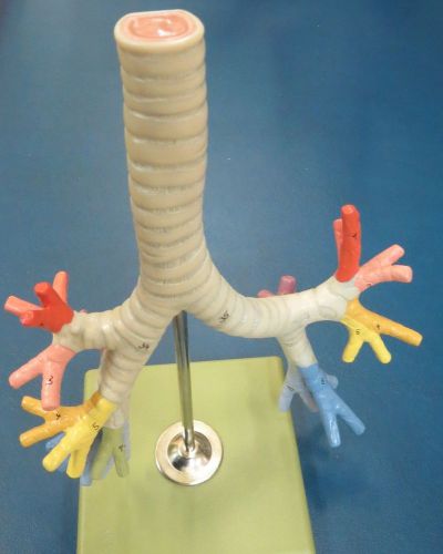 SOMSO Bronchial Tree Anatomical Model made in Germany. Free Shipping