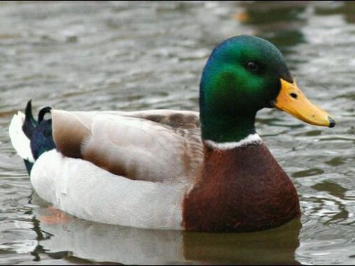 6++  Mallard Duck Hatching Eggs