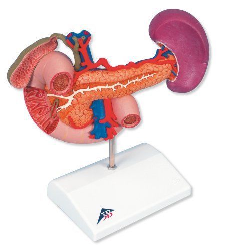 NEW 3B Scientific Rear organs of the upper