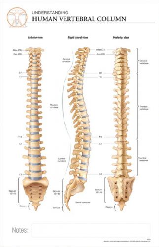 11 x 17 Post-It Anatomical Chart:HUMAN VERTEBRAL COLUMN