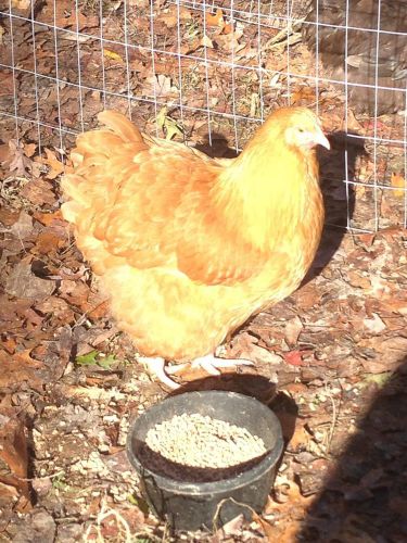 3 + 1 English Buff Orpington Pure